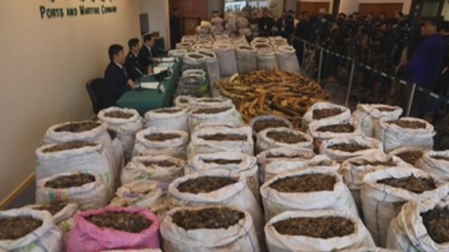 Hong Kong confisca toneladas de colmillos de elefante y escamas de pangolín
