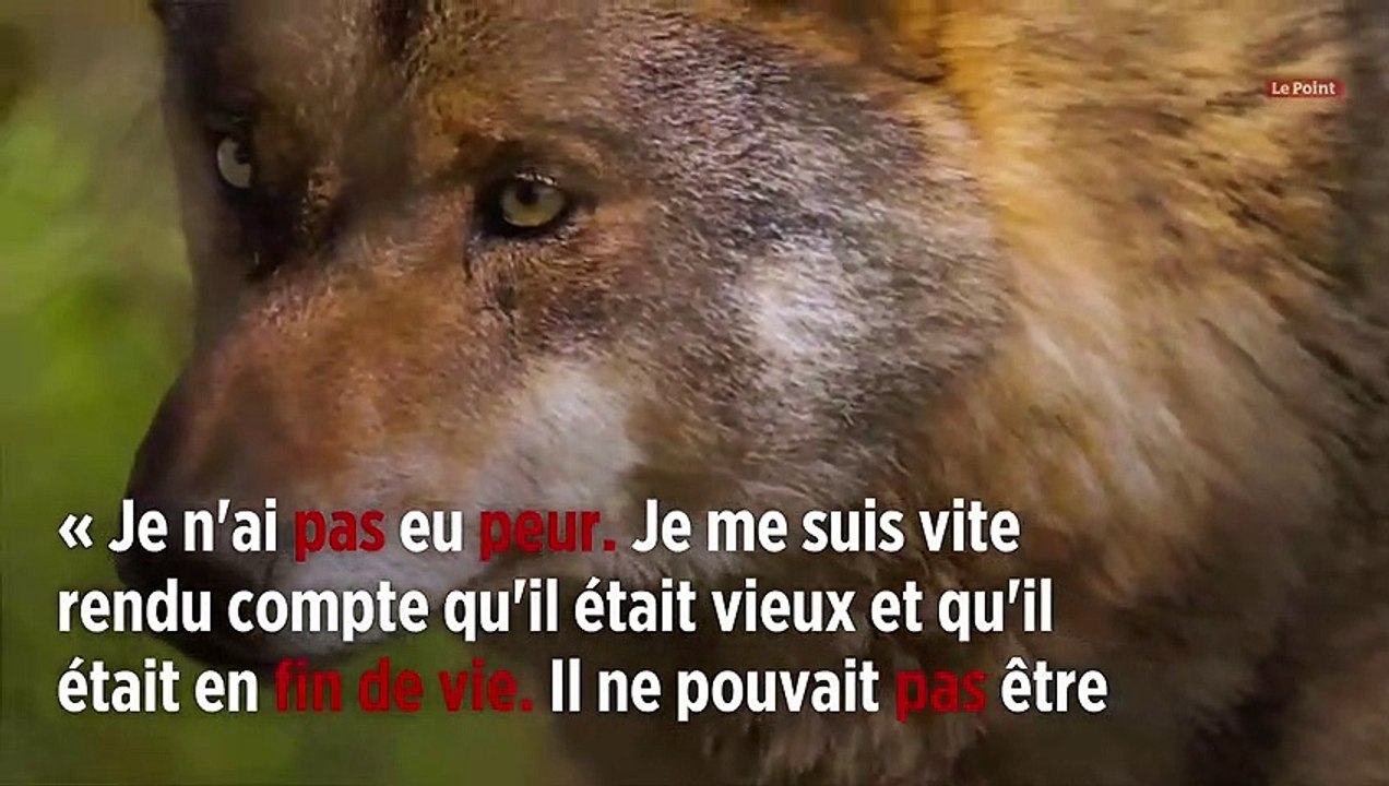 Pyrénées-Orientales : les loups ne se cachent pas toujours pour mourir