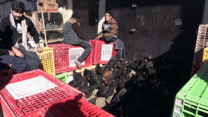 Bağdat’ta hayvanseverlerin buluşma noktası 'Gazil Çarşısı' - BAĞDAT