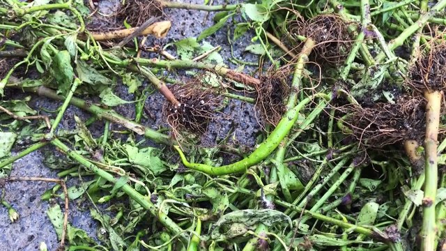 Mersin'deki şiddetli yağış ve fırtına