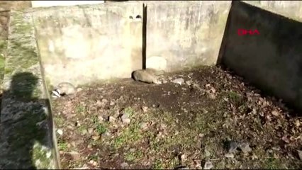 Bursa Havuza Düşen Porsuk Kurtarılıp Doğaya Salındı 2