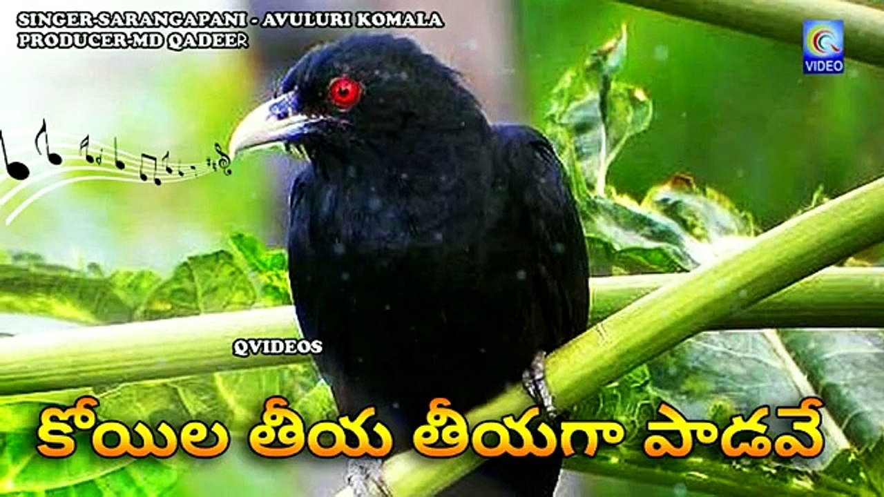 KOILA TIYA TIYAGA PADAVAY JANPADA FOLK NEW QVIDEOS