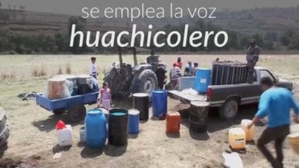 Fundéu BBVA: “huachicolero”, escritura adecuada