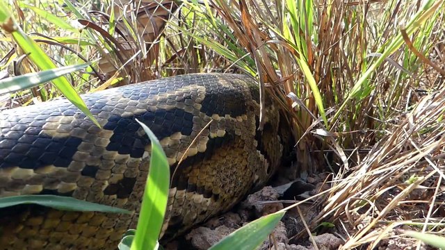 Primitive Technology - Easy Deep Hole Python Snake Trap Using Branches & Chicken Made By Men