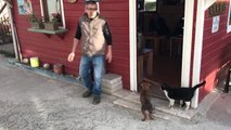 Sokak Kedisi ile Yavru Köpeklerin Şaşırtan Dostluğu