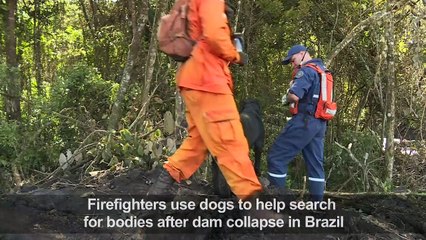 Dog helps look for bodies after Brazil dam disaster