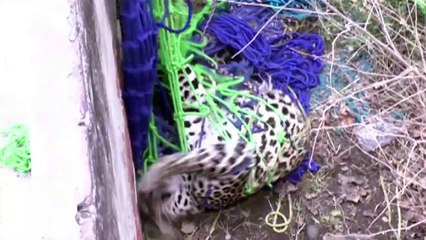 Leopardo solto em cidade indiana