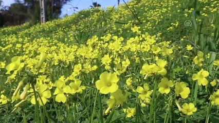 Turizm Merkezlerinde Güneşli Hava