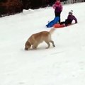 Cet adorable chien s'amusant à la neige va certainement booster votre humeur