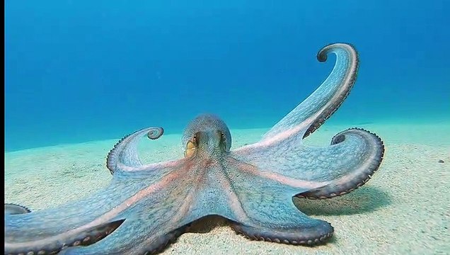 Octopus Glides Along Ocean Floor