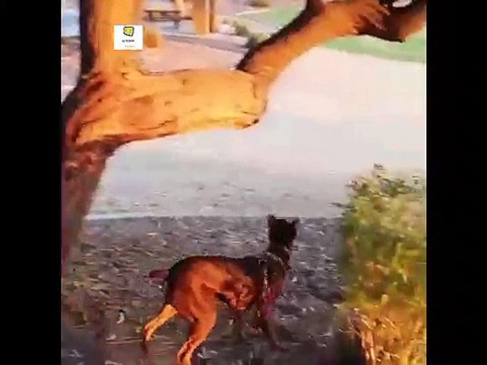 02.chien et chat
