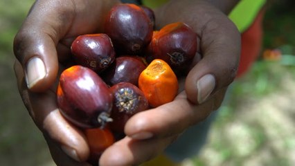 Kok: Planters should not depend on oil palm alone