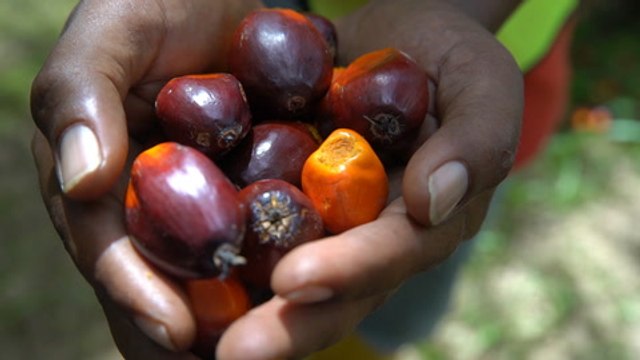 Kok: Planters should not depend on oil palm alone