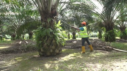 Kok: Labour shortage reduced sharply