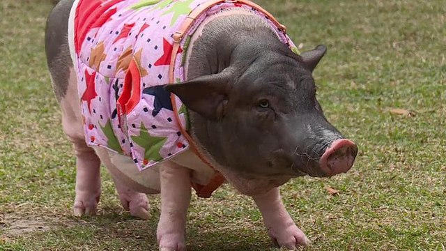 Год свиньи каждый день