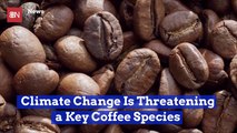Climate Change Is Threatening This Type Of Coffee