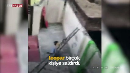 Yerleşim bölgesine giren leopar büyük korkuya neden oldu