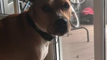 American Staffordshire Terrier barking - Hund bellt