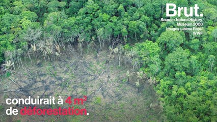 La production de cocaïne nuit à l'environnement