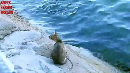 Denizden Balık Avlayan Kedi