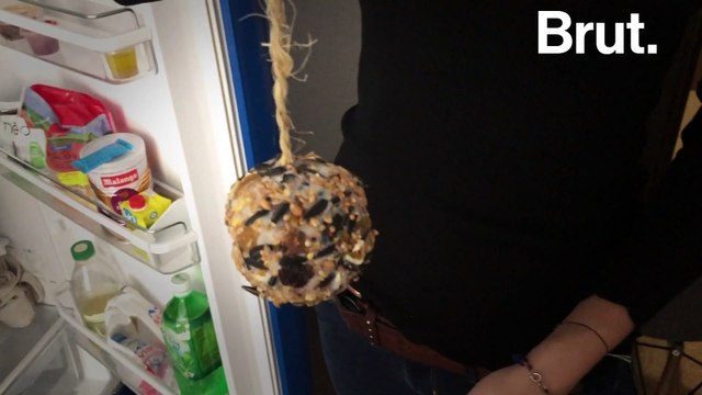 Tuto : comment faire une boule de graisse pour oiseaux ?