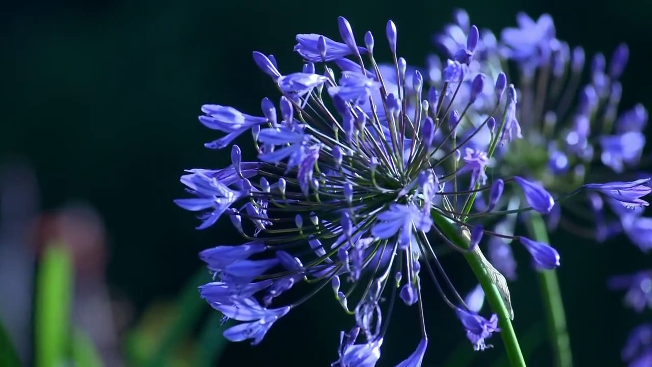 The most beautiful flowers in the world of nature