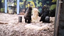 Watch as Young Gorilla Annoys His Older Brother by Throwing Hay on Him