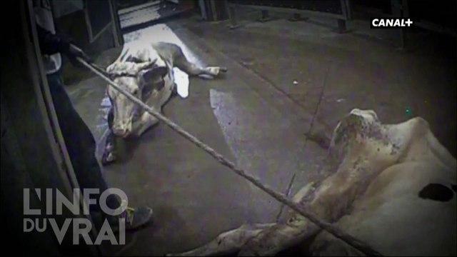 Un abattoir polonais met sur le marché de la viande de vaches malades - L'info du vrai du 01/01 - CANAL+