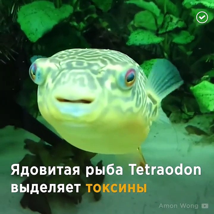 Дельфины под кайфом