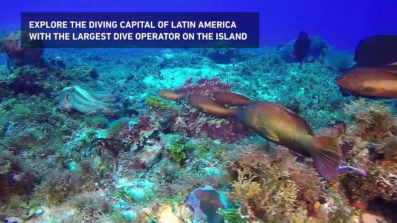 Dive Paradise: Cozumel's Largest Dive Operator