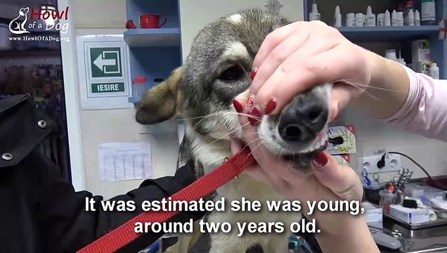 Ils sauvent un chien affamé et frigorifié... Histoire magnifique