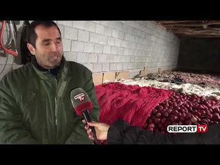 Video herunterladen: Report Tv-Mollët stok në Devoll, banorët: Çmimin e kemi ulur por nuk kemi treg për shitje