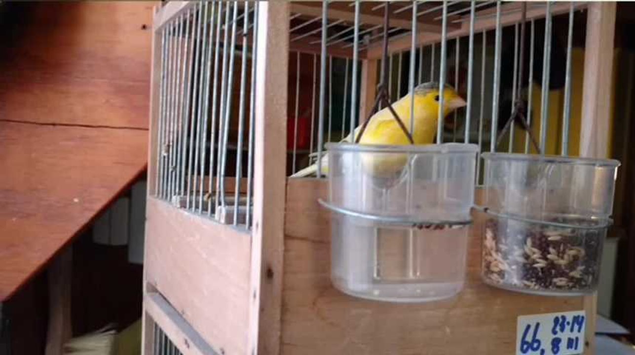 Les chants du canari harzer expliqués par Albert Orban