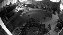 Guaxinins fazem festa em piscina no meio da noite