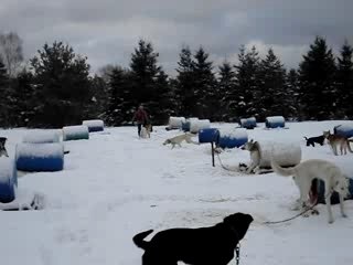 300 chiens dans la neige!!