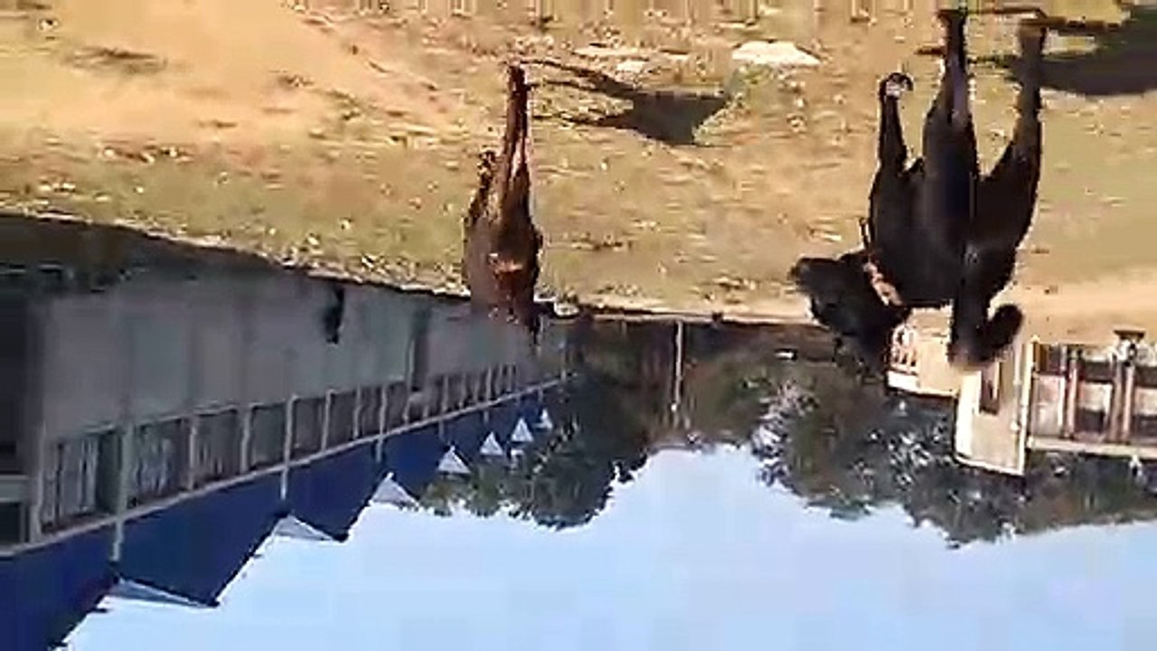 dog having fun time - in the park and being followed by new dog friend!