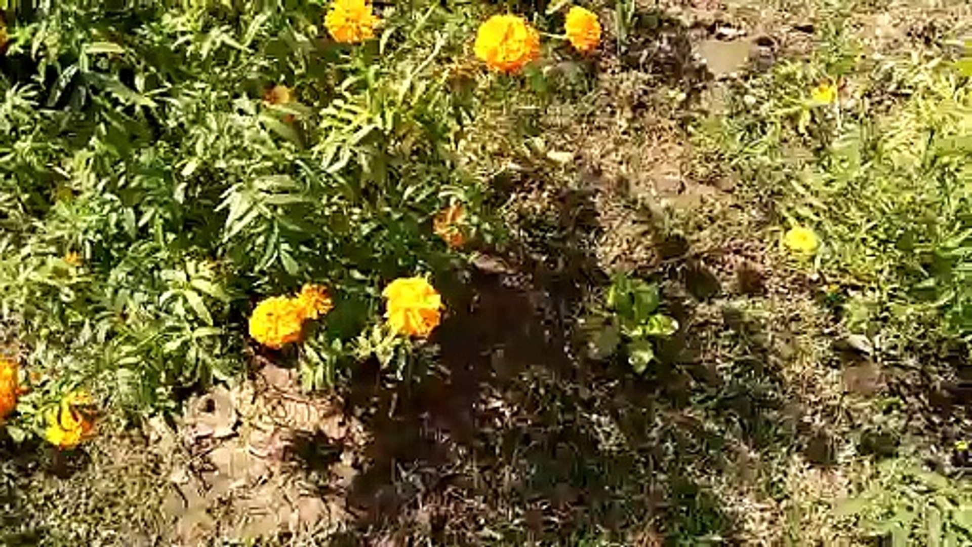 ⁣A flower, sometimes known as a bloom or blossom, is the reproductive structure found in flowering pl