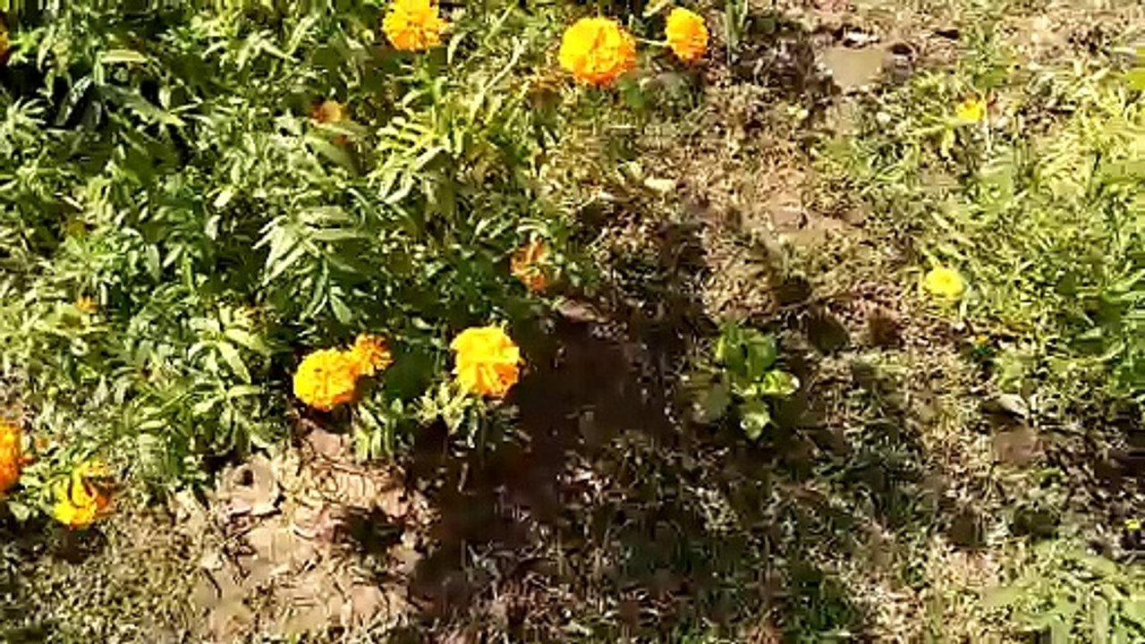 A flower, sometimes known as a bloom or blossom, is the reproductive structure found in flowering plants (plants of the division Magnoliophyta, also called angiosperms). The biological function of a flower is to effect reproduction, usually by providing a