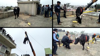 दो मंजिला मकान की छत पर चढ़ा सांड, जानिए आखिर यहां तक पहुंचा कैसे?