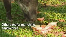 Hong Kong's wild boars on the march