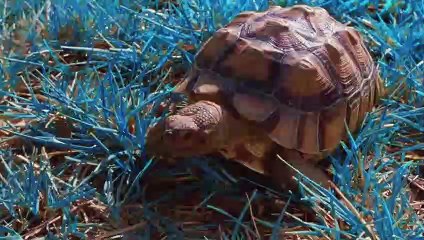 연동출장안마-{카톡VVV75 }⊀Ö7Ô-7575-0077⊁연동출장마사지'20대'연동출장안마출장안마코스연동출장안마연동출장맛사지-황제연동출장맛사지-연동콜걸.