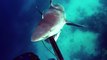 Un requin bulldog prend en chasse un plongeur... Impressionnant