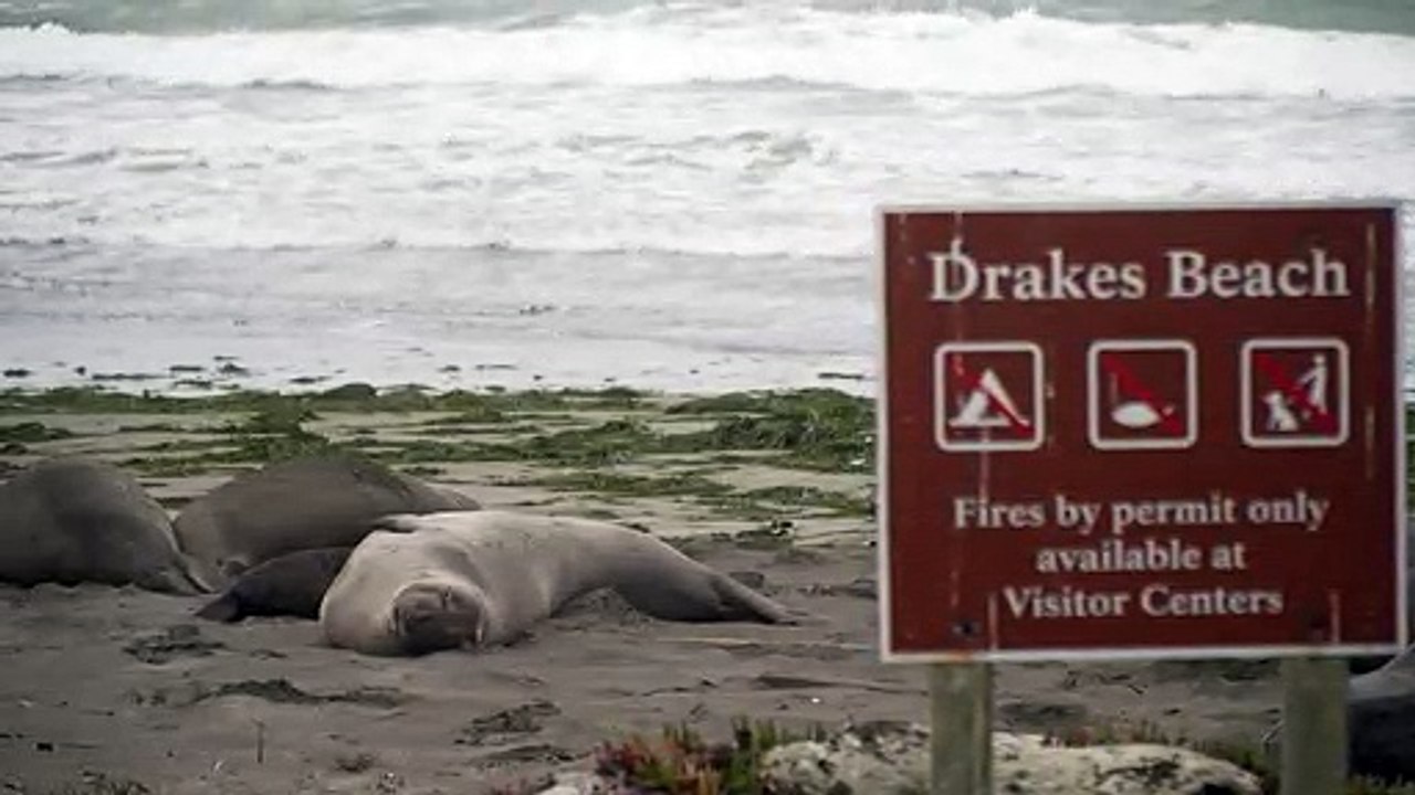 See-elefanten übernehmen strand in kalifornien