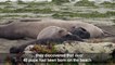 Elephant seals take advantage of the shutdown in California