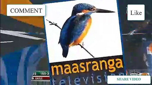 David Warner Right Hand full batting in the BPL 2019 /// bowling chris gayle