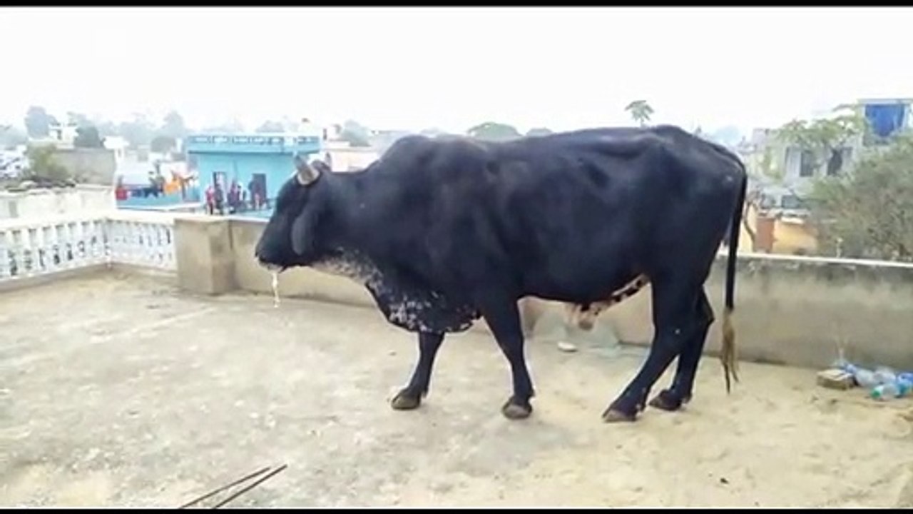 On the horns of a dilemma: how to remove an angry bull from a roof?