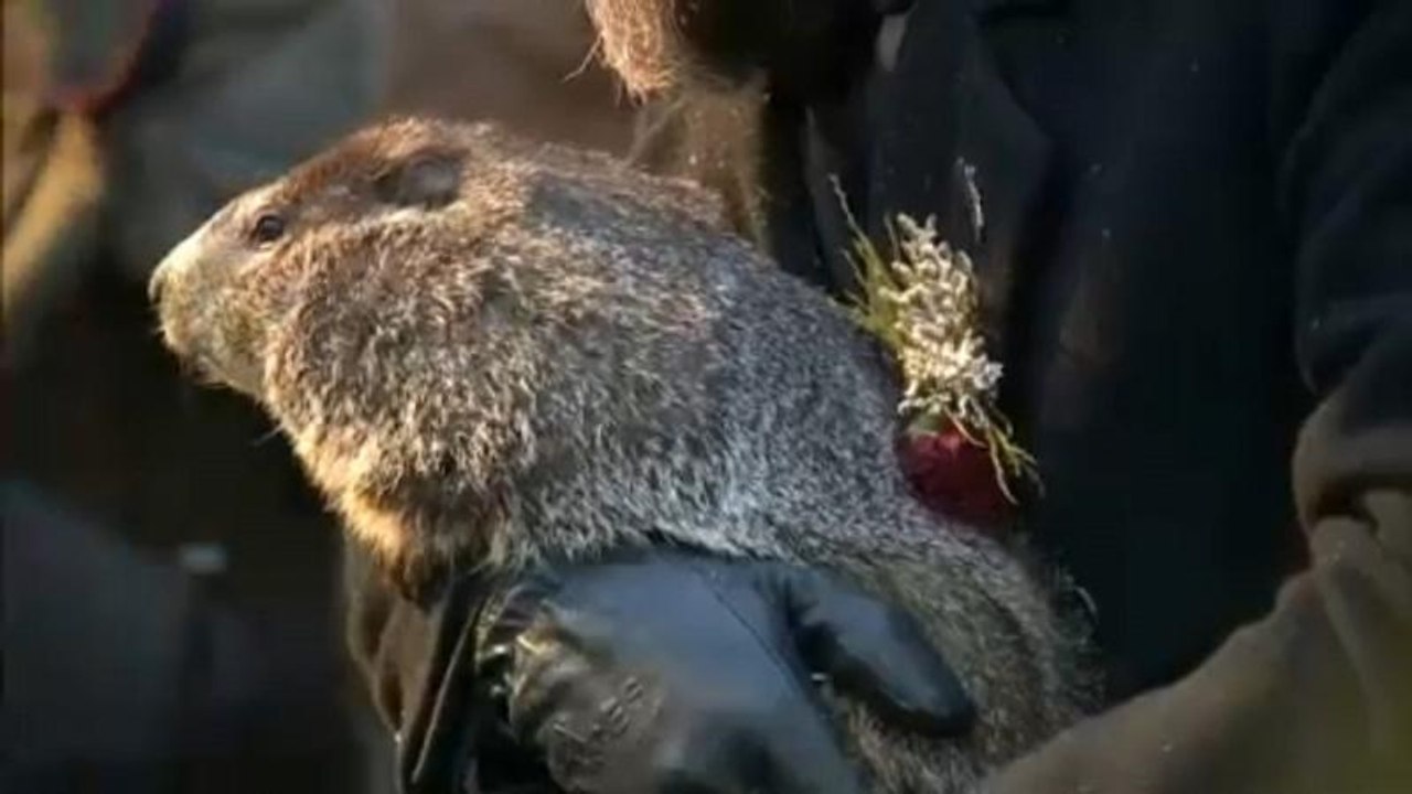 Mormotajóslat: közeleg a tavasz