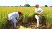India's farmers frustrated by insufficient government help