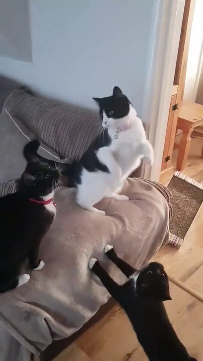 Ces chats courent après... de la chantilly !