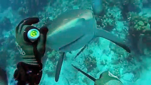 Attaqué par un requin en pleine plongée sous-marine, ce pêcheur s'en sort vivant !